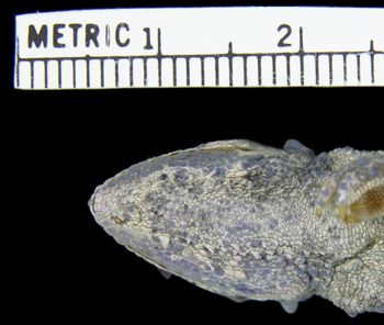 Media type: image; Herpetology R-31386